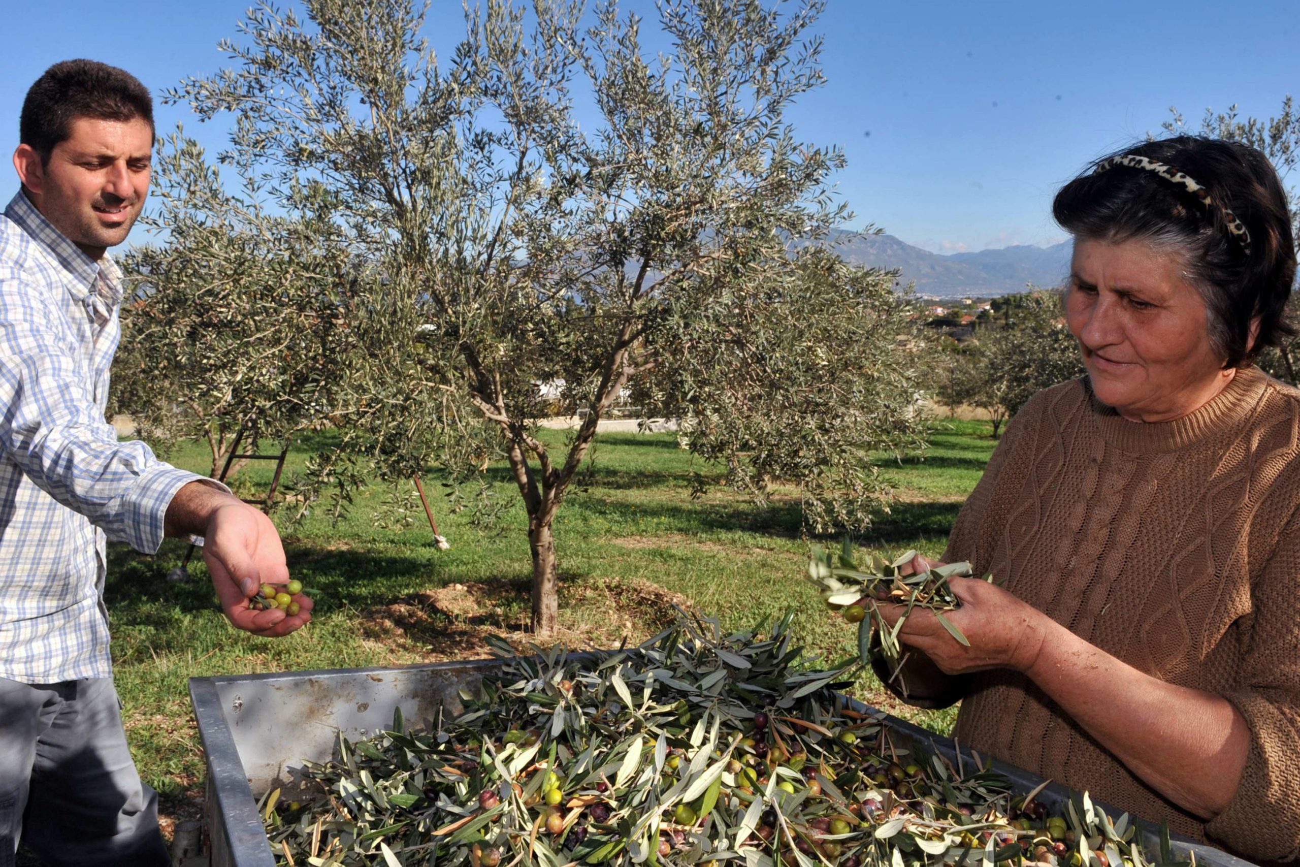 Greek Olive Producers to Protest for Lost Income