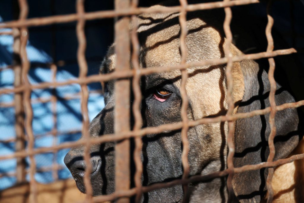 Shocking Data in Greece Reveal Link between Animal Cruelty and Sexual Abuse of Minors