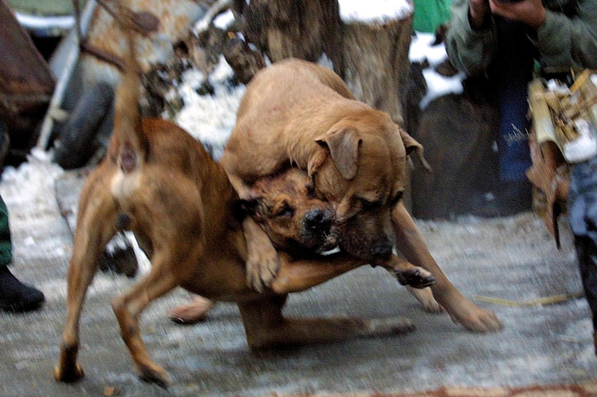 Owner of 3 Dogs that Mauled Woman to Death Remanded