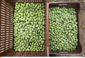 DEOPEL: Severe Consequences for Table Olives Due to Lack of Field Workers
