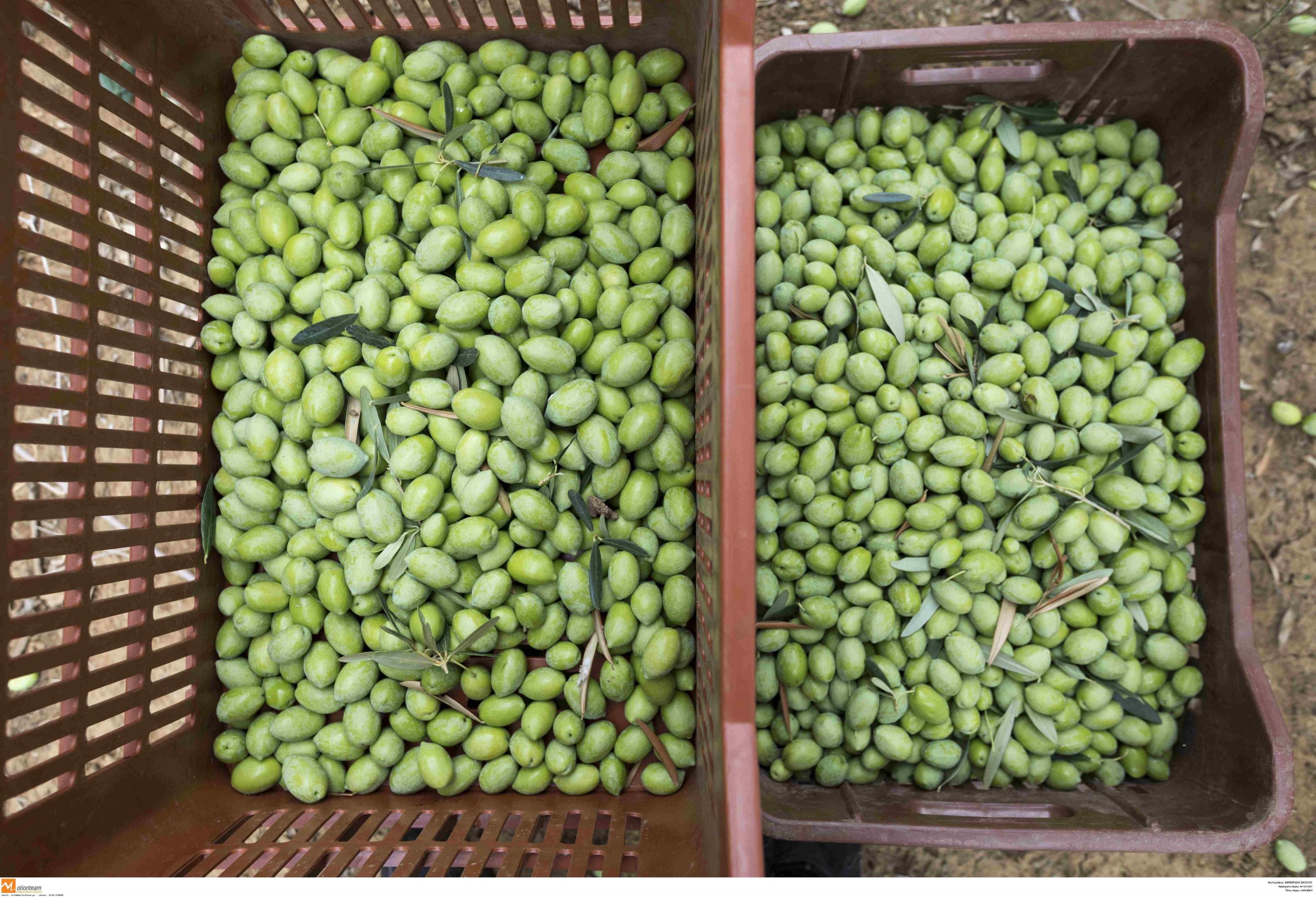 DEOPEL: Severe Consequences for Table Olives Due to Lack of Field Workers