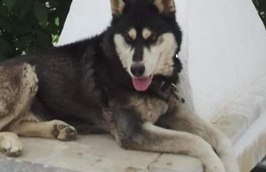 Husky ‘Oliver’: Death not Caused by Human, Expert Vet Reports