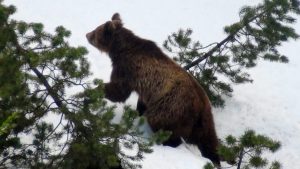 Arcturos: Brown Bears in N. Greece Hibernate Early, First Time in 31 Years