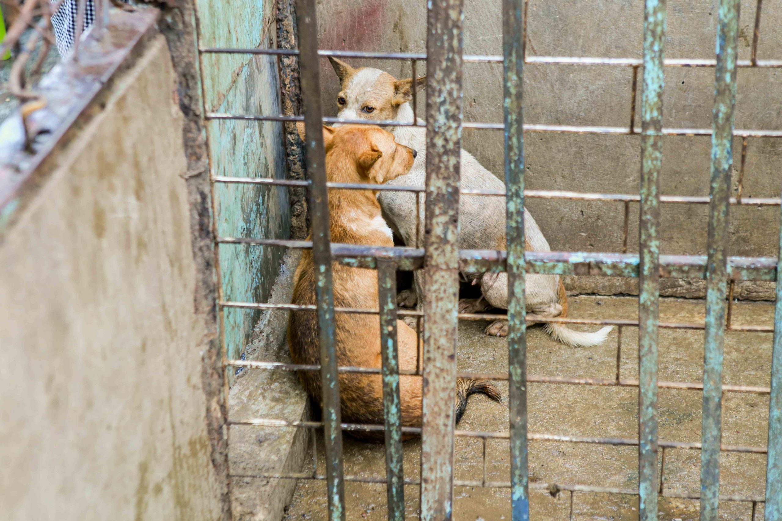 Dog Meat Will Be Off the Menu in South Korea