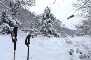 Weather Forecast: January 19th