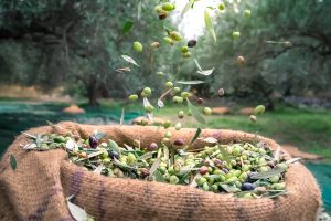 Olive Oil Prices Surge, Production Drops