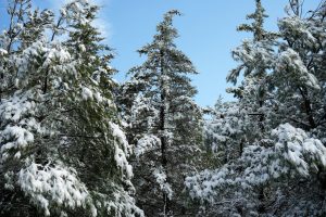 Weather Forecast: January 22nd
