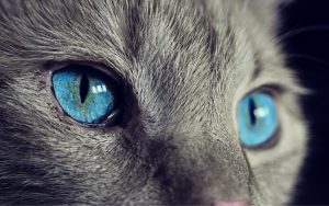 Why Is My Cat…? Seven Reasons Your Pet’s Acting Strange