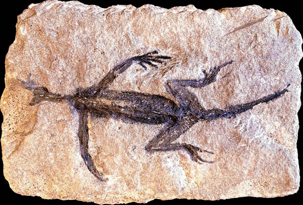 This Fossil Is Famous. Scientists Say It’s a Fake.