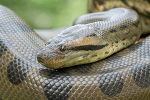 New Species of World’s Largest Snake Discovered