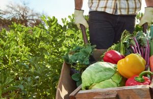 EU Launches Applications for 2024 European Organic Farming Competition