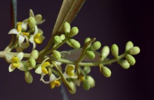 Olive Trees: Early Blossoms Spreading Swiftly Throughout the Mediterranean