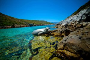 Greece Sets Sail to Save the Mediterranean Monk Seal