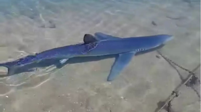 Shark Sighting in Glyfada Marina; a Reminder of Greece’s Marine Riches