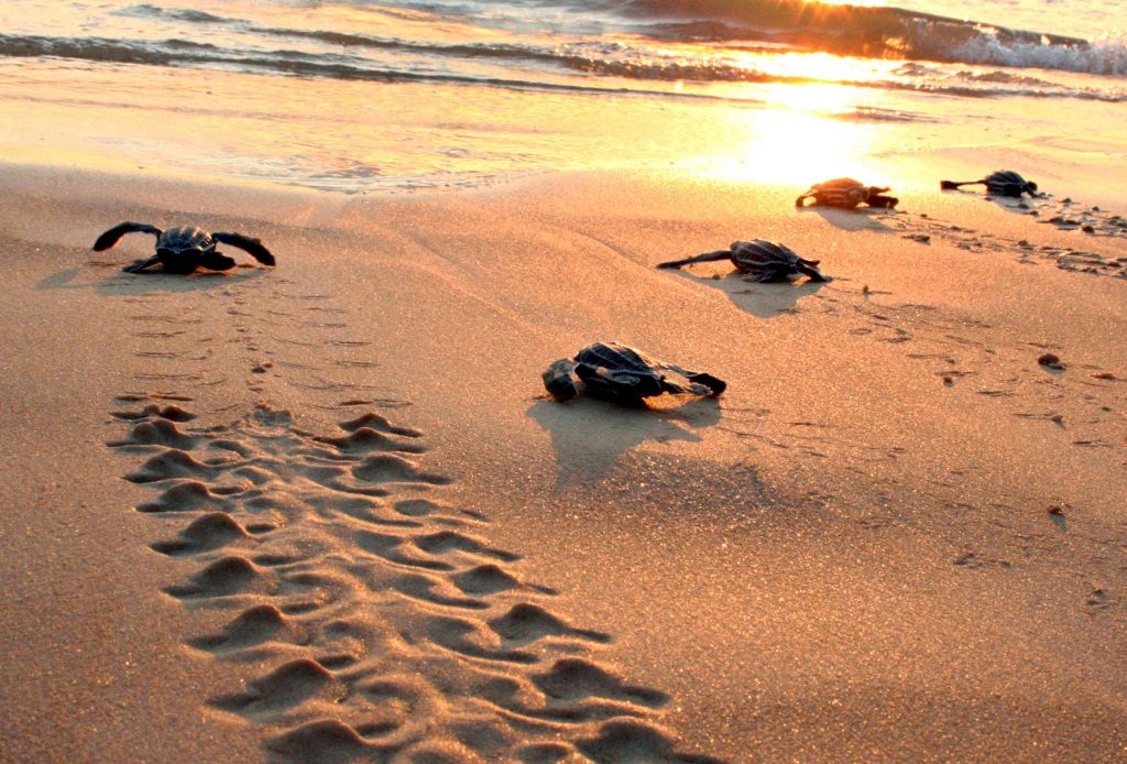 Climate Change Driving Greece’s Loggerhead Turtles to Nest Early