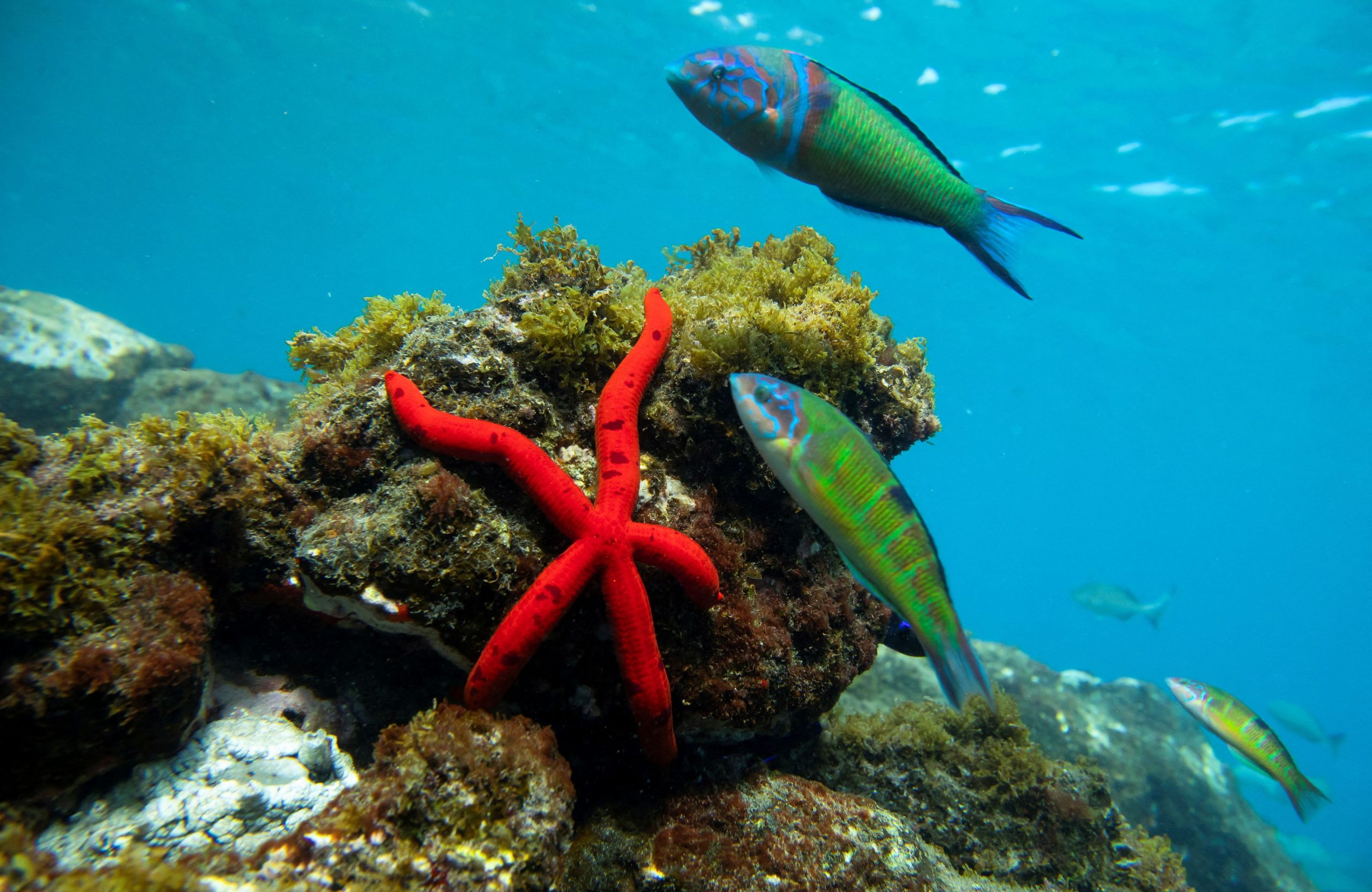 High Seas Treaty Ratified: A Historic Step for Ocean Protection, but Future Challenges Loom