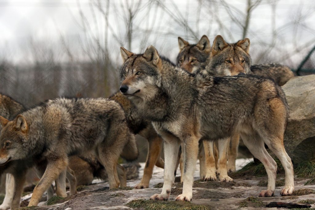 Wolves Spotted in Residential Areas Near Mount Parnitha