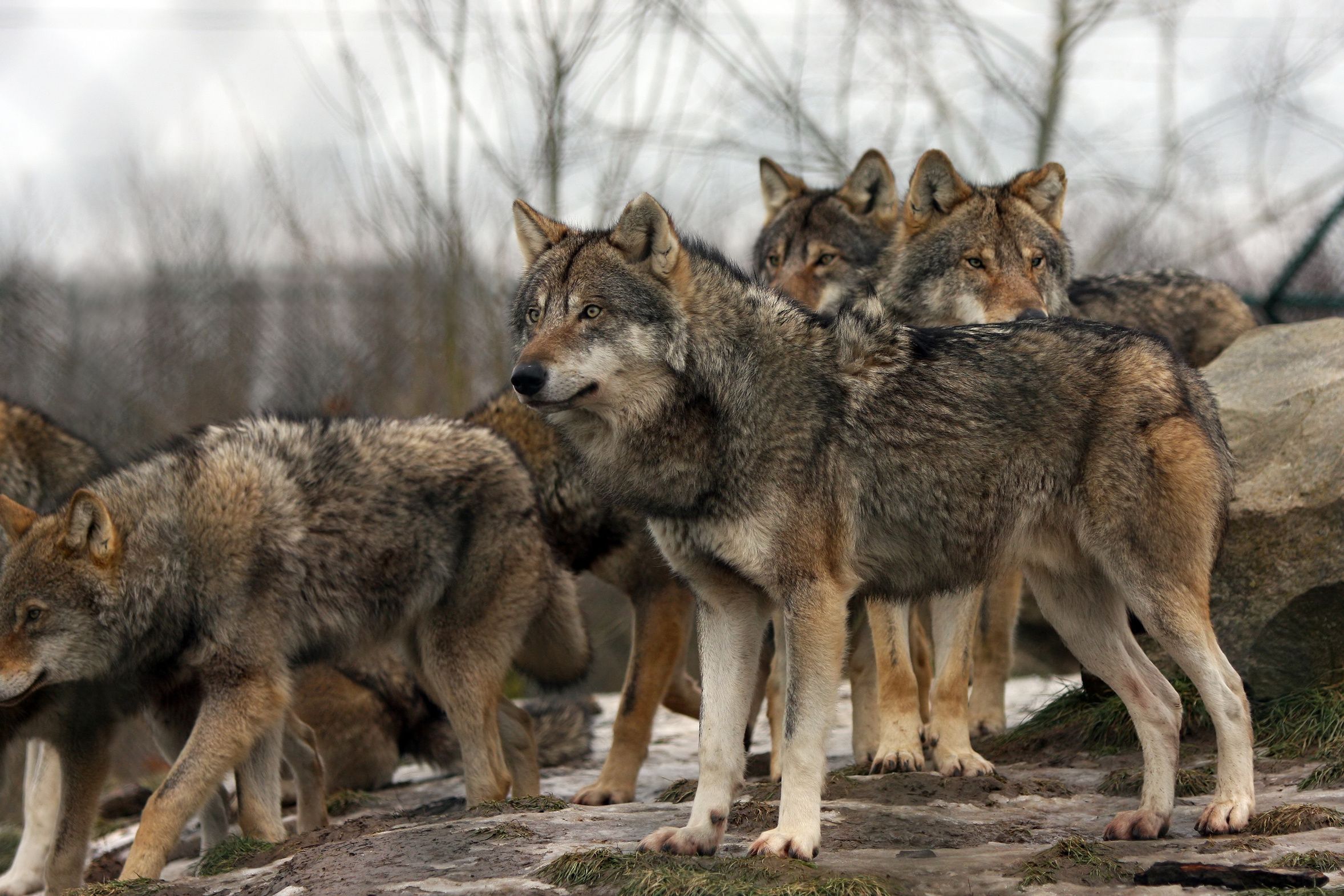 Wolves Spotted in Residential Areas Near Mount Parnitha
