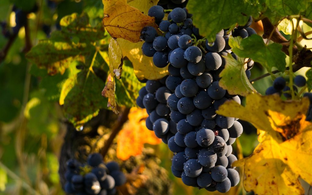 wine grape of Northern Greece