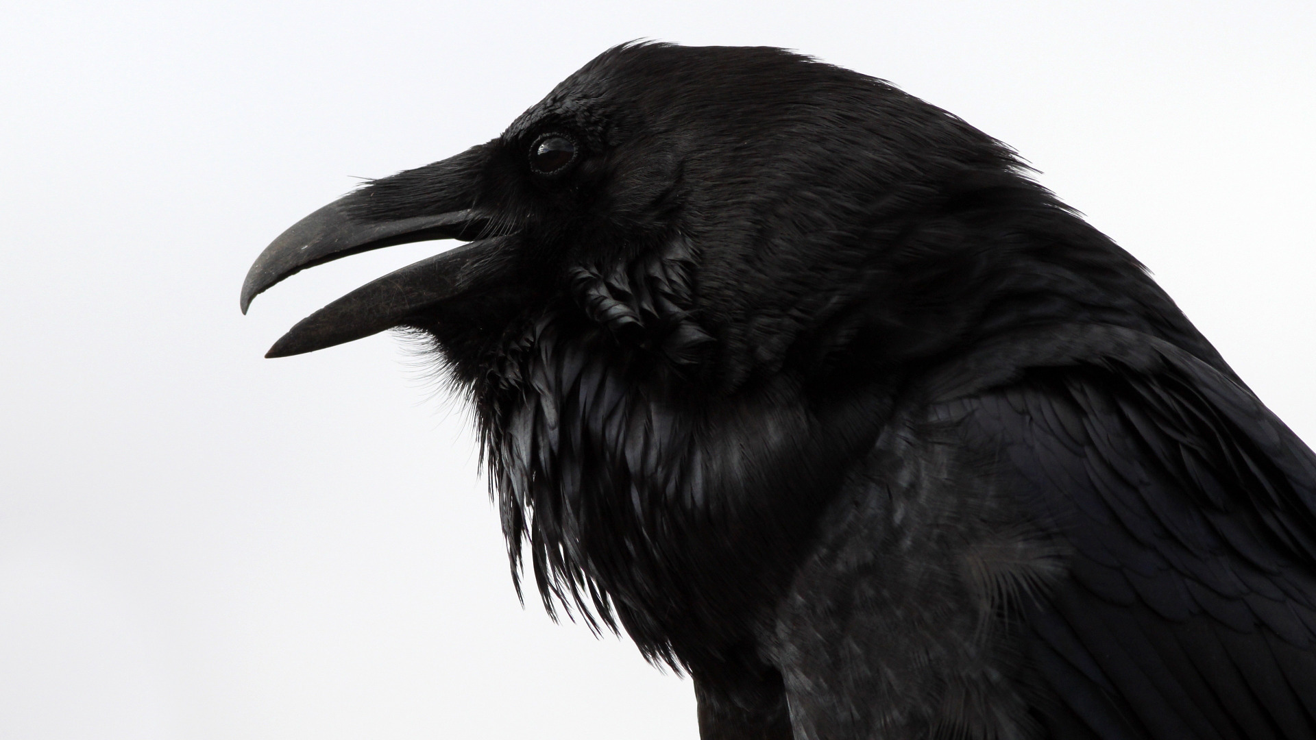 Edgar Allen Poe’s ‘The Raven’ is Published Today in 1845