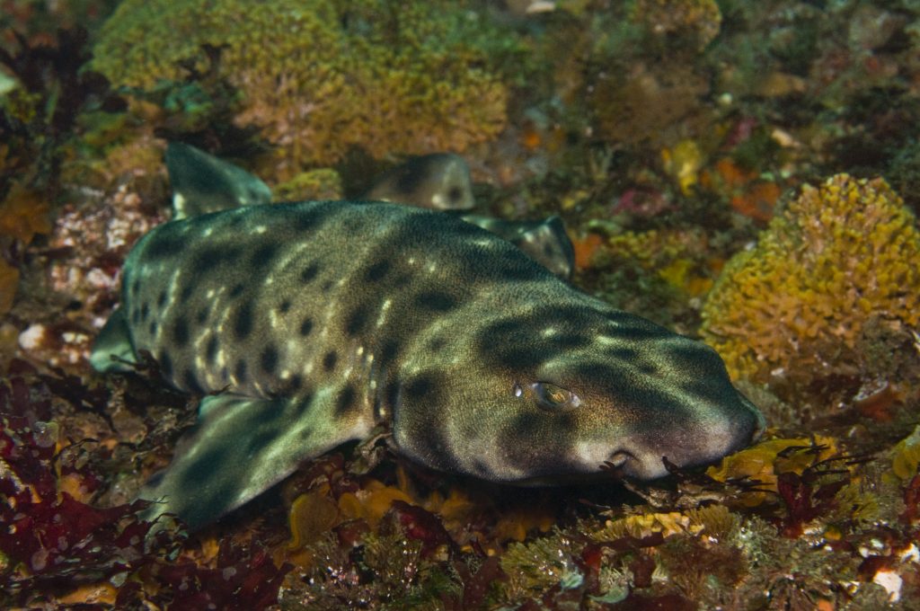 Baby Shark Hatches in All-Female Tank, Baffles Scientists