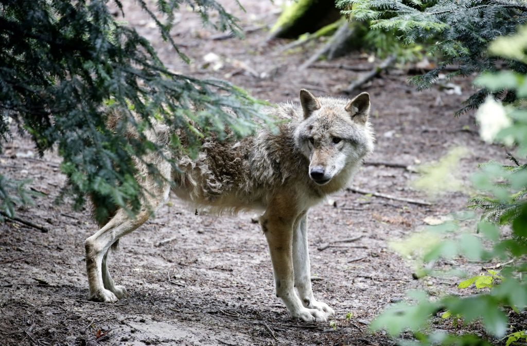 Wolf Spotted Roaming Streets in Athens Suburb- Locals on Alert