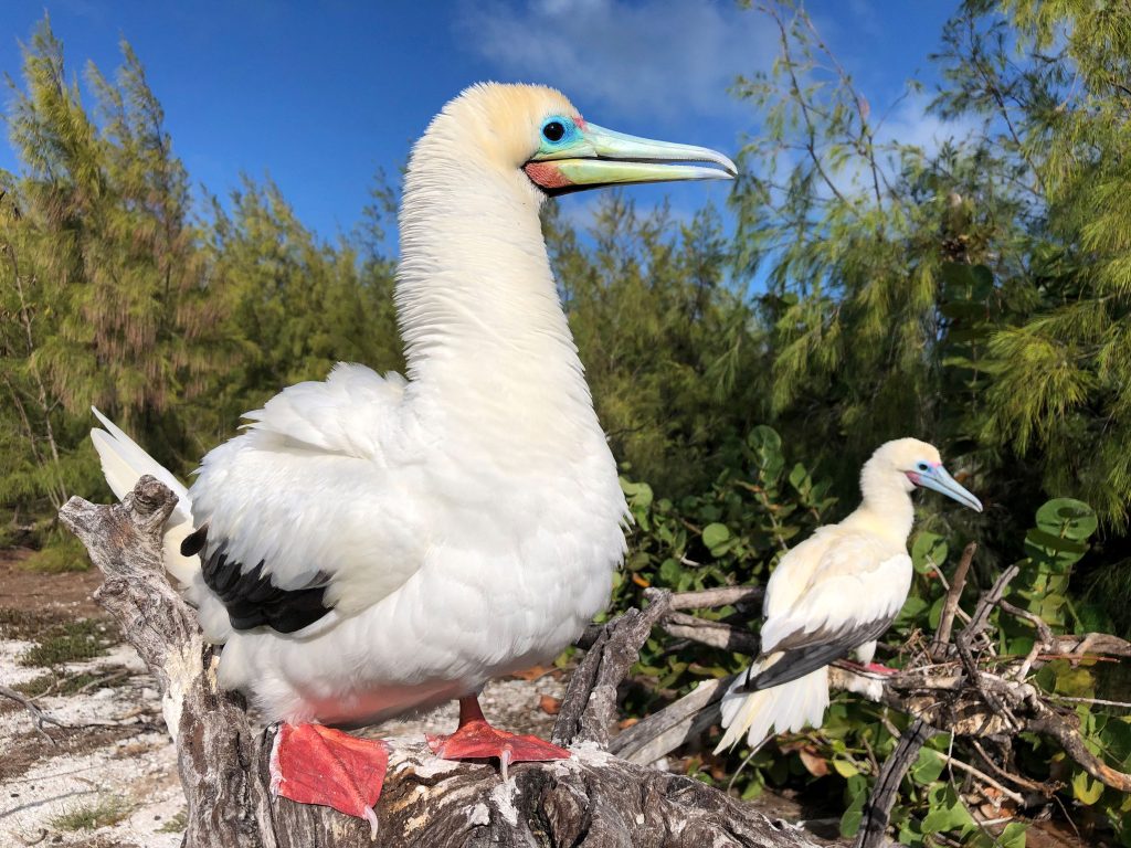 SpaceX, U.S. Air Force Rocket Test Plan Sparks Environmental Concerns