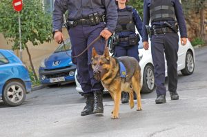 DM: Greek Army Employs 158 Vets for 549 K-9s, 6 Horses and…10 Falcons