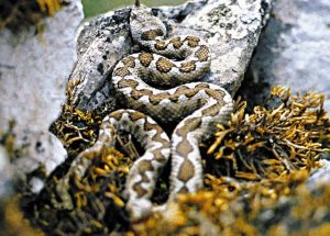 Greek Farmer in ICU After Viper Bite
