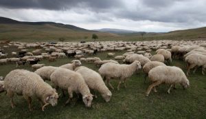 Bluetongue Virus Detected in Livestock Farm in Northwestern Greece