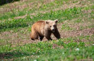 Fourth Brown Bear Found Dead in Just 3 Months