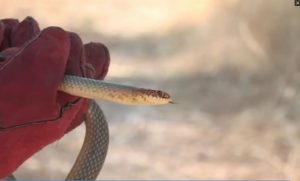 Snake Causes Alarm in Thessaloniki