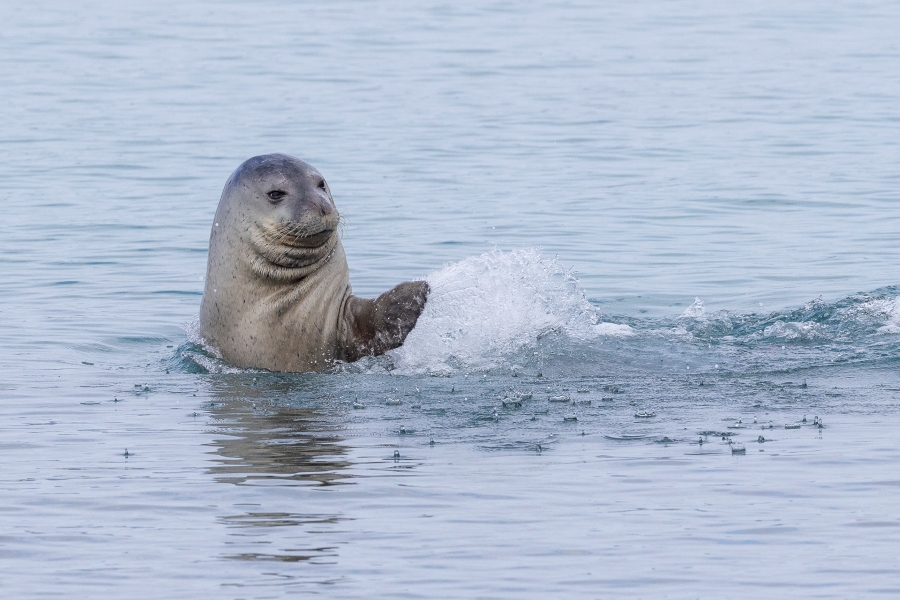 monk seal