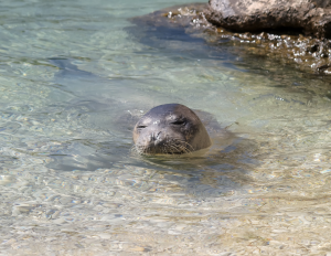 BBC Spotlight on Gyaros, an Isle of Exile That’s Now a Haven for the Monk Seals