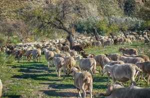 New Outbreaks of Sheep Pox Surge Across Greece, Raising Alarm