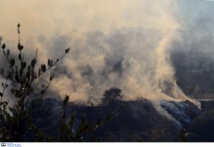 Wildfire Ravages Forest, Olive Groves in Southern Greece