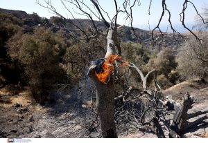 Greece on High Wildfire Alert for Friday