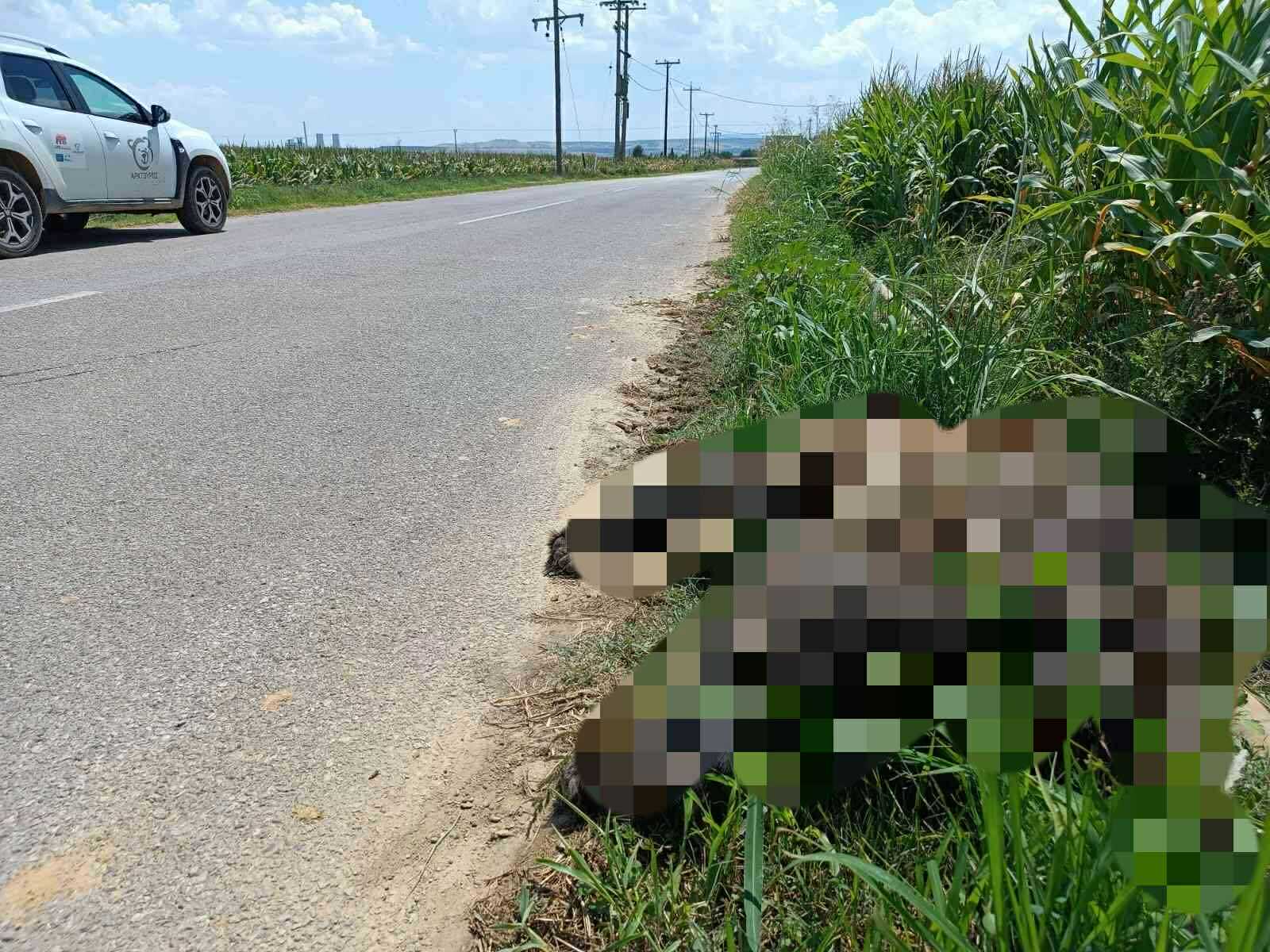 Brown Bear Killed in Latest Road Accident in Northern Greece