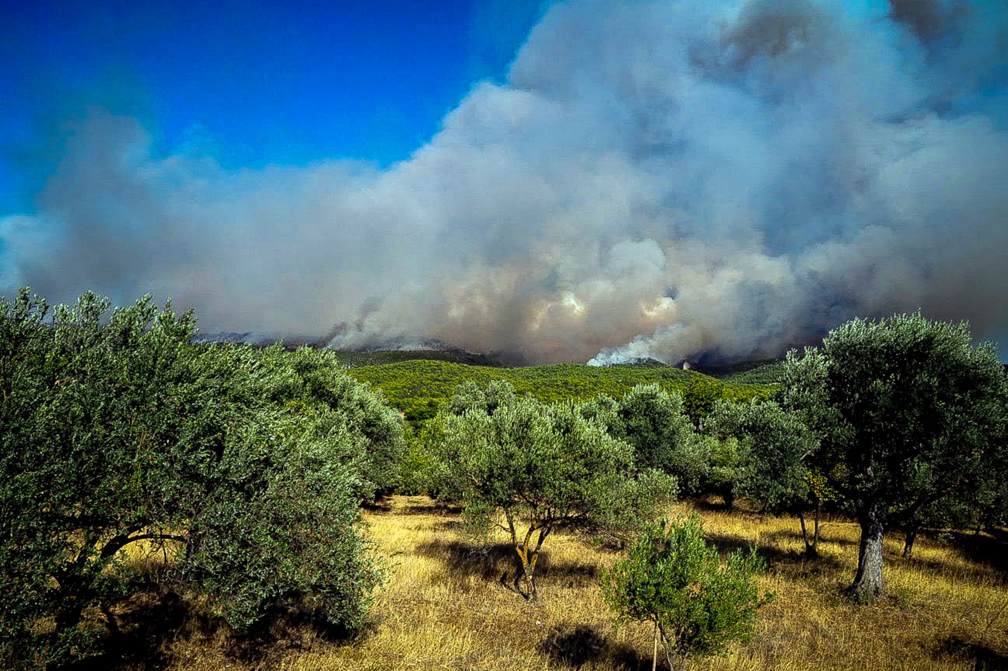 Wildfire Alert Issued for Multiple Regions Across Greece