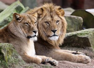 Danish Zoo Asks Public to Donate Pets as Food for Carnivores