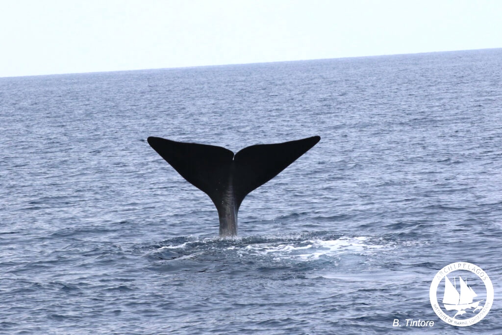 whales Ikaria