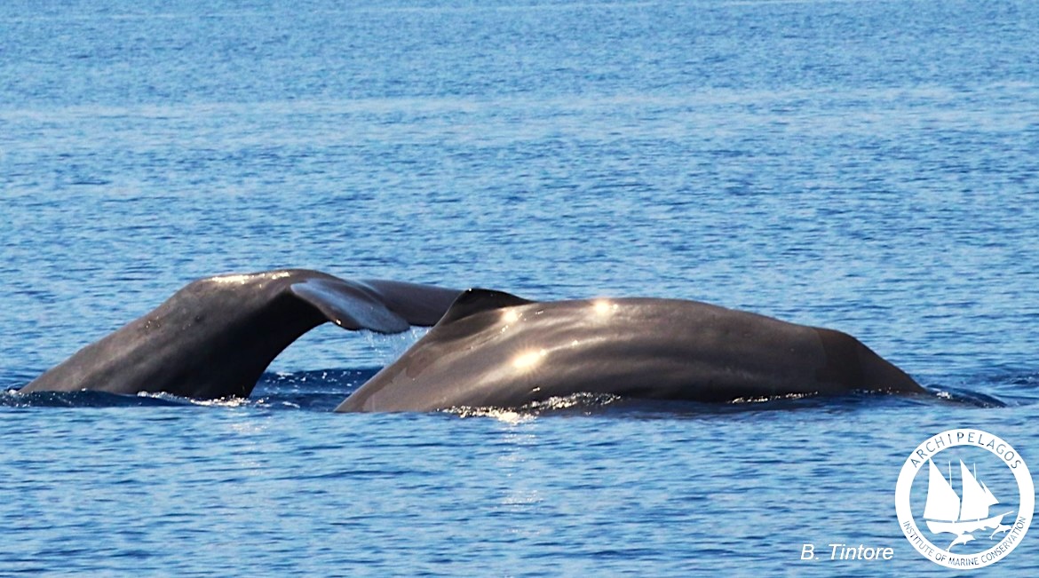Rare Sperm Whale Sighting Near Ikaria Captured on Film