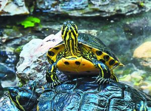 Medicine Is Masculine