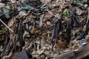 Global Plastics Treaty Negotiations Stall as Oil Lobby Mounts Pressure