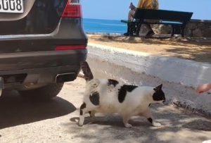 The Greek Cat Everyone Searched For — But No One Really Wanted to Help