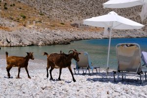 Greedy Greek Goat Causes a Snack-Time Stir on Syvota Beach