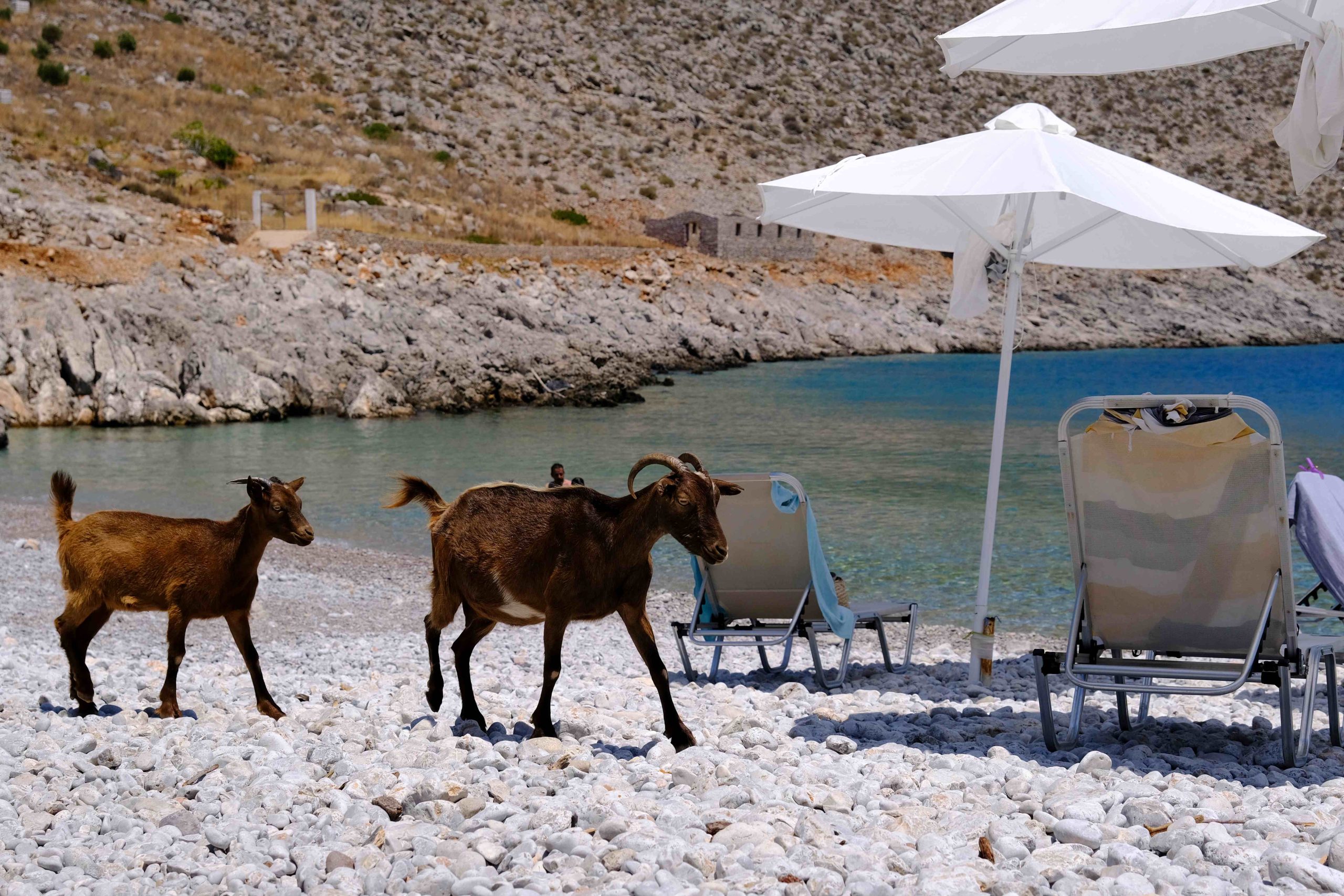 Greedy Greek Goat Causes a Snack-Time Stir on Syvota Beach