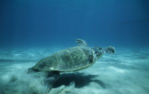 Sea Turtle Bites Swimmer at Popular Crete Beach