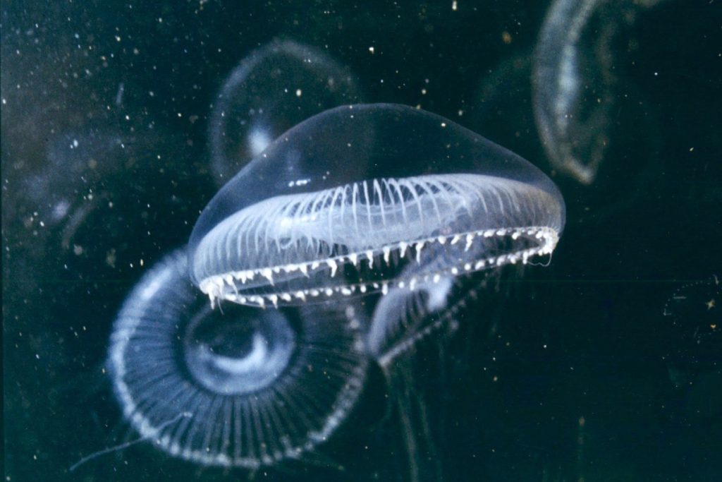 What to Do If Stung by a Wasp, Fish or Jellyfish