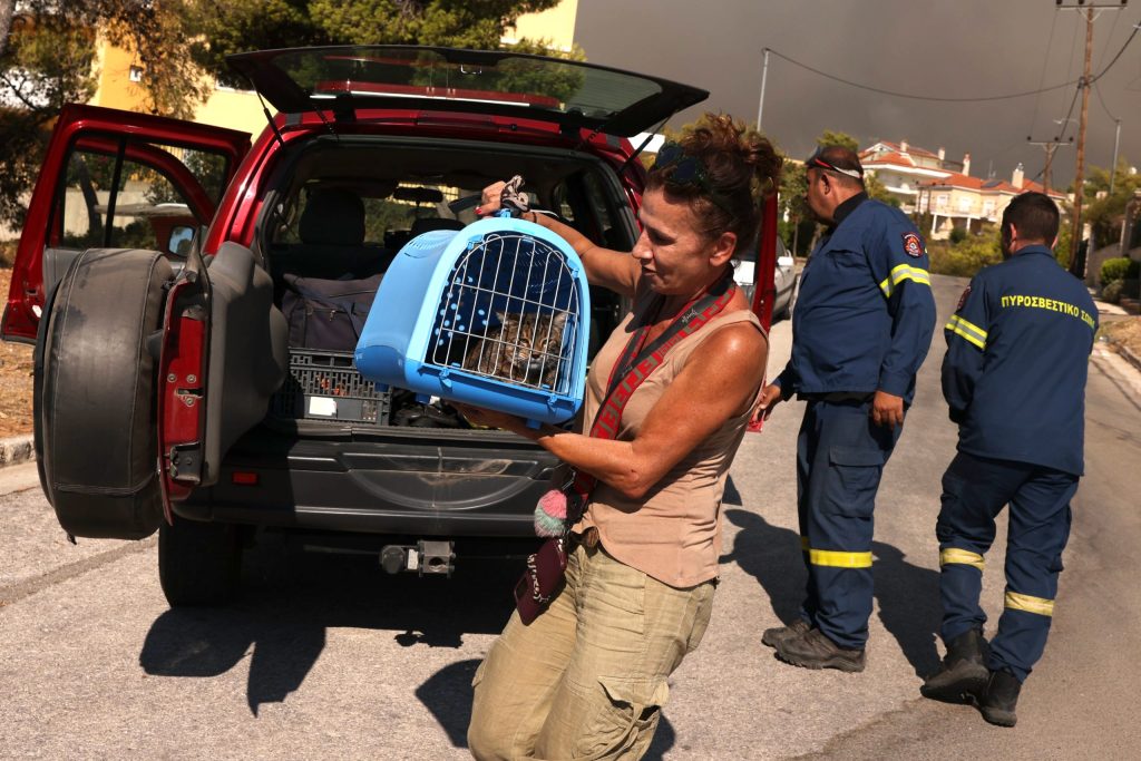 Animal Rescue Organizations in Greece Race to Save Lives, Call For Support in Fires